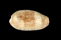 藏品(清齒寶螺)的圖片